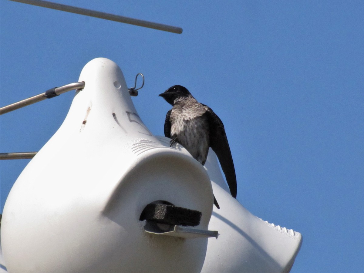 Purple Martin - ML579204871
