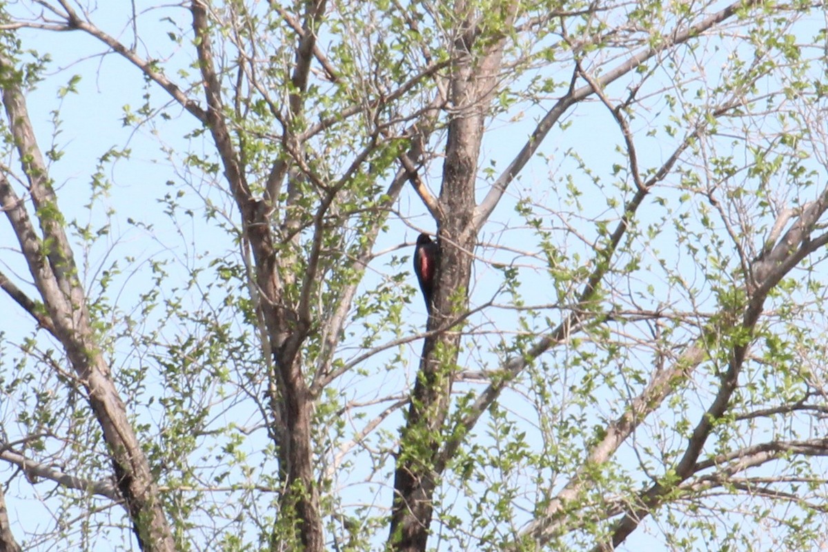 Lewis's Woodpecker - ML57920571