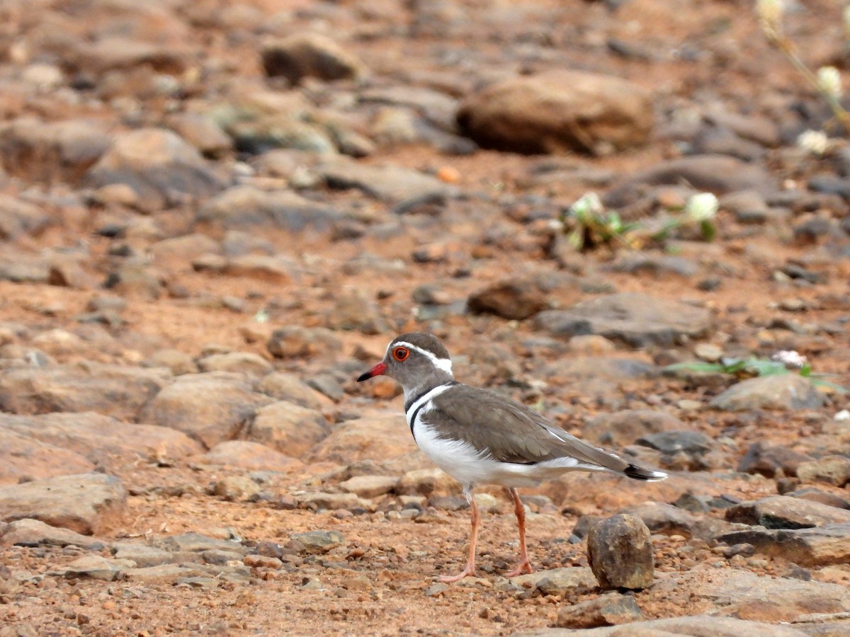 Three-banded Plover - ML579206491