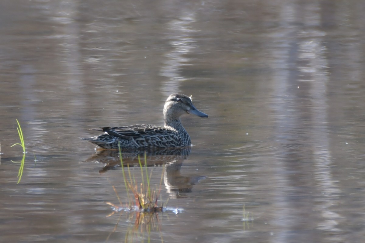 Green-winged Teal - ML579206991