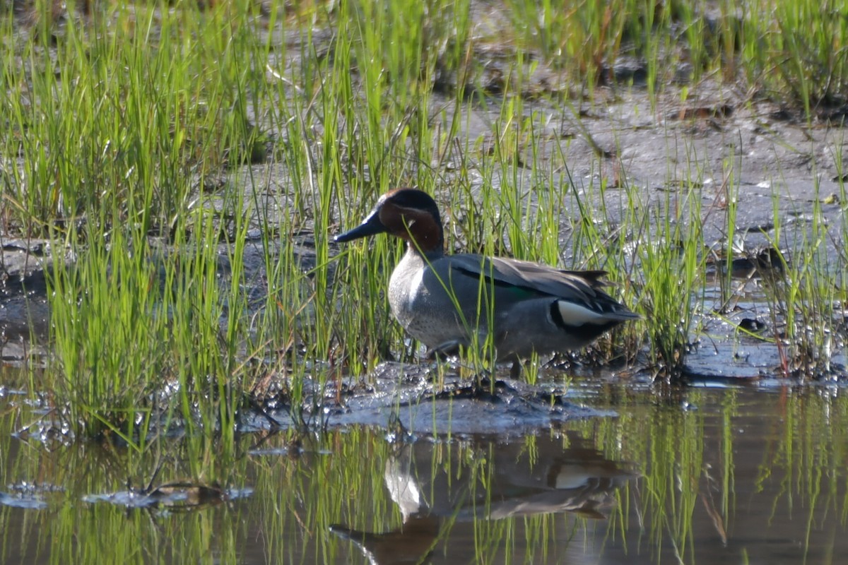 Green-winged Teal - ML579207001