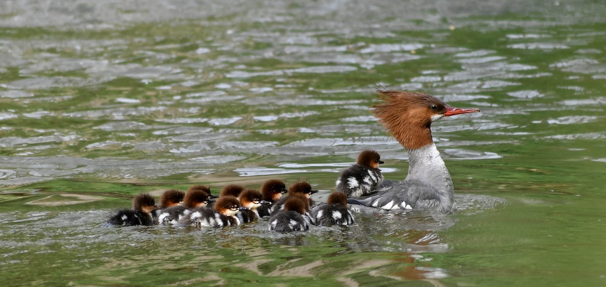 Common Merganser - Kenneth Pinnow