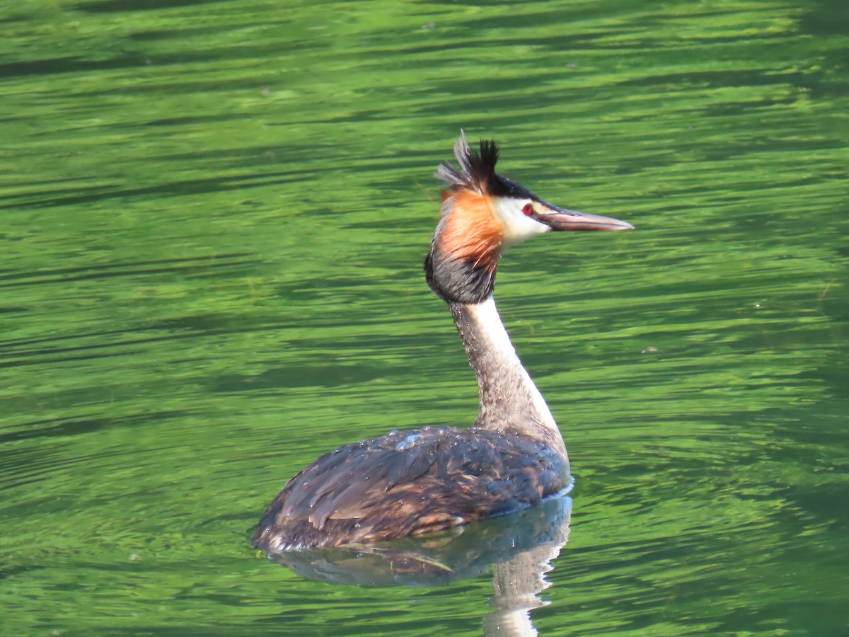 Great Crested Grebe - ML579211621