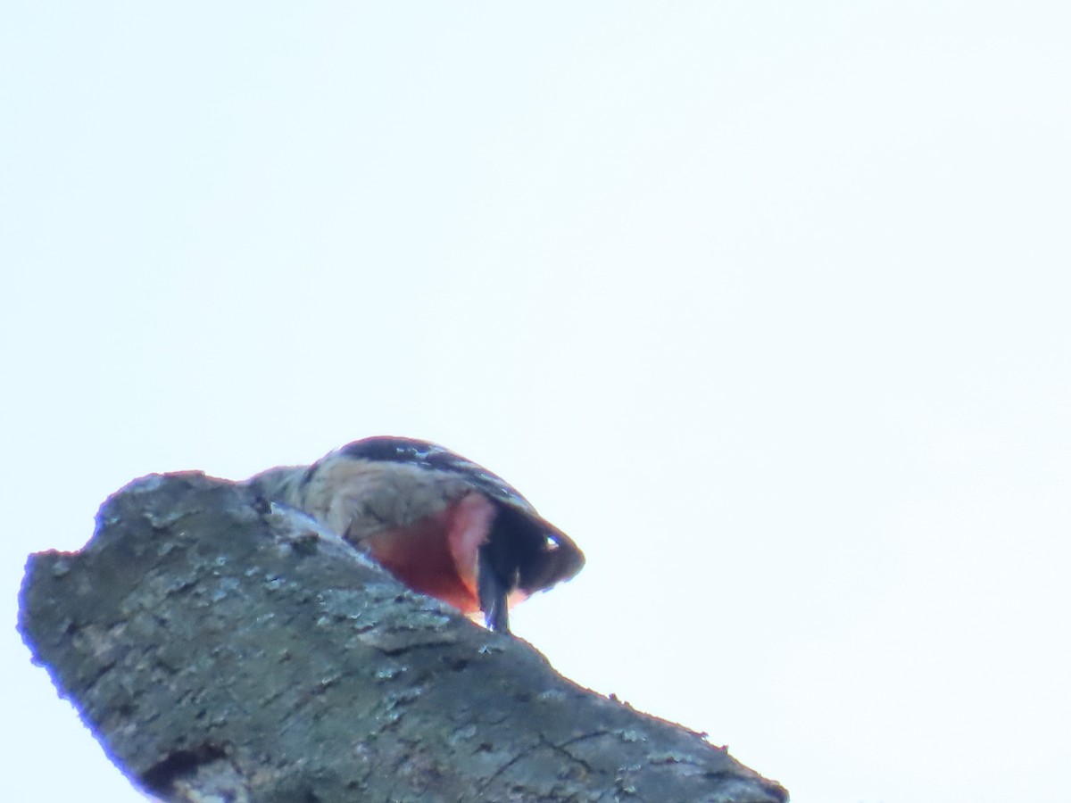 Middle Spotted Woodpecker - ML579211891