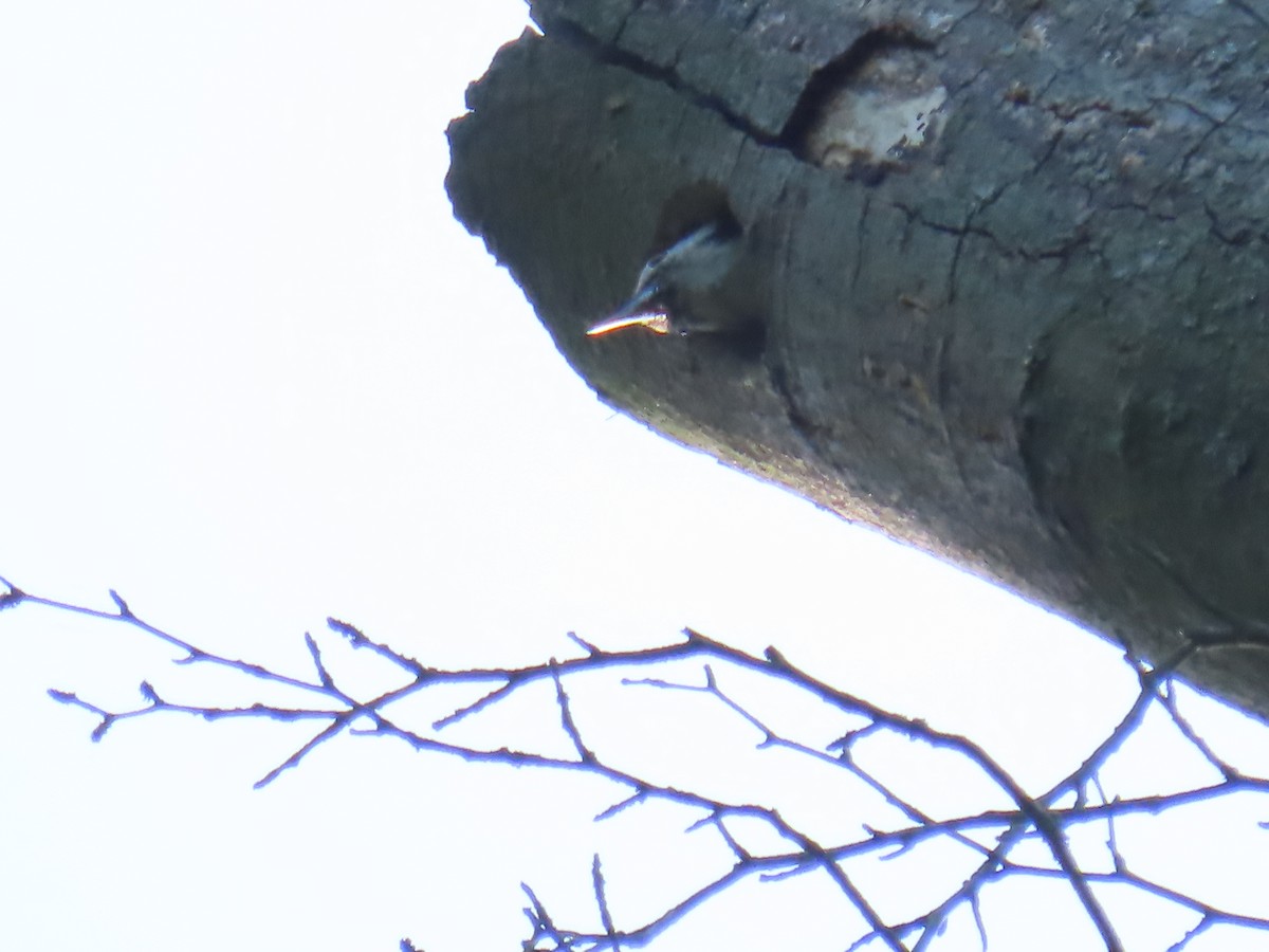 Middle Spotted Woodpecker - ML579211901