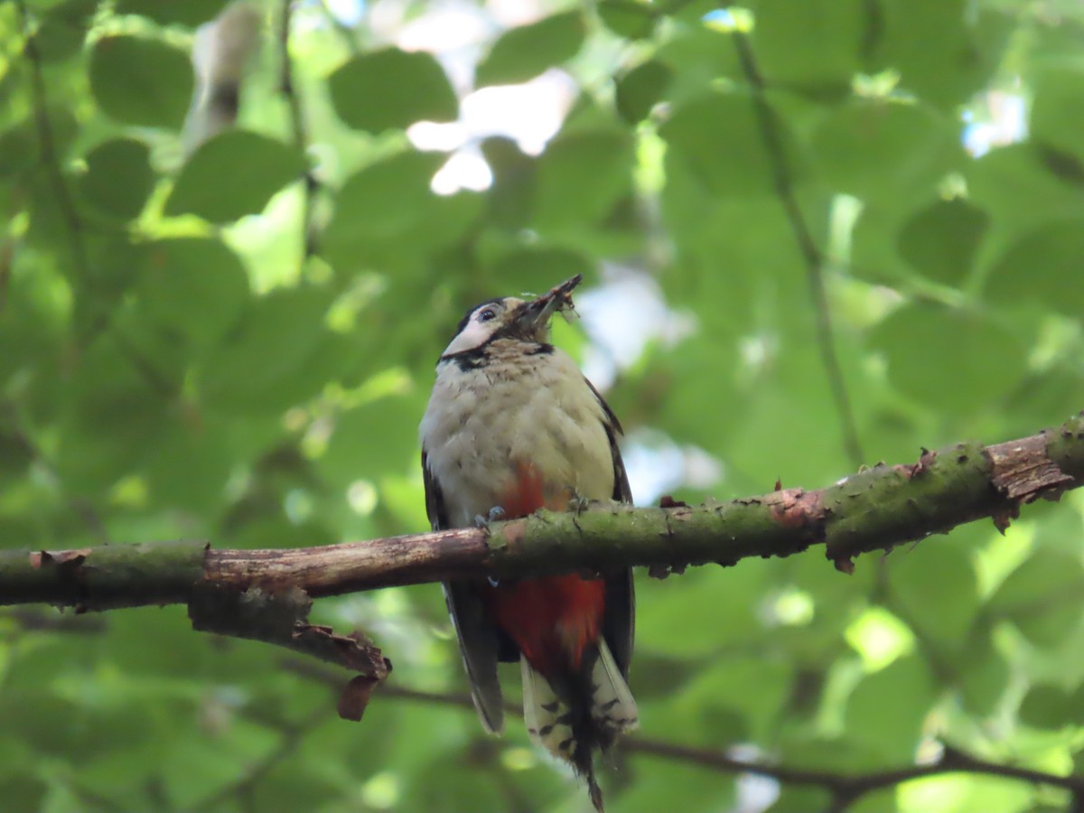 Great Spotted Woodpecker - Elizabeth Ferber