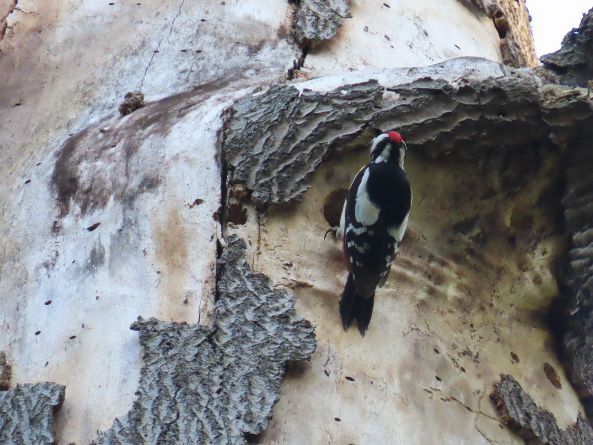 Great Spotted Woodpecker - Elizabeth Ferber