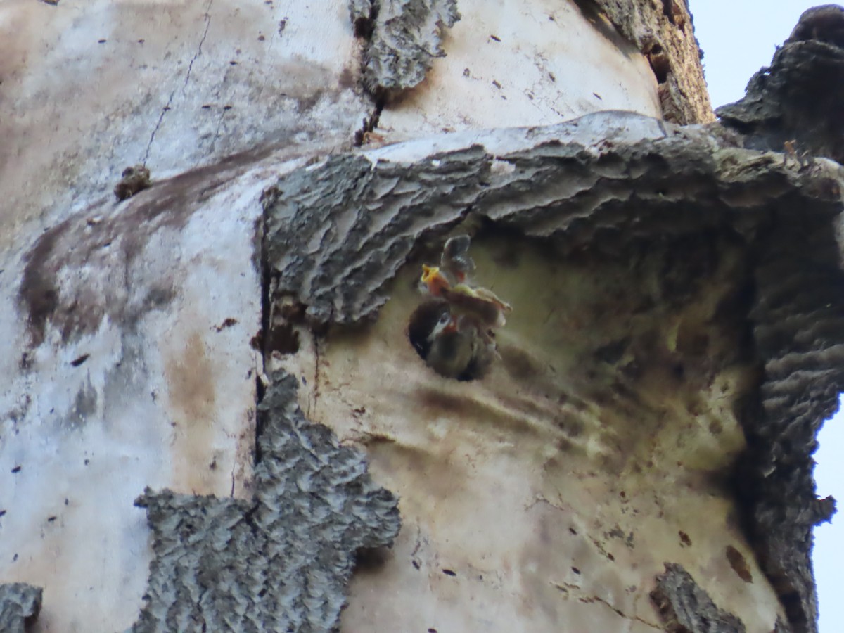 Great Spotted Woodpecker - ML579212051