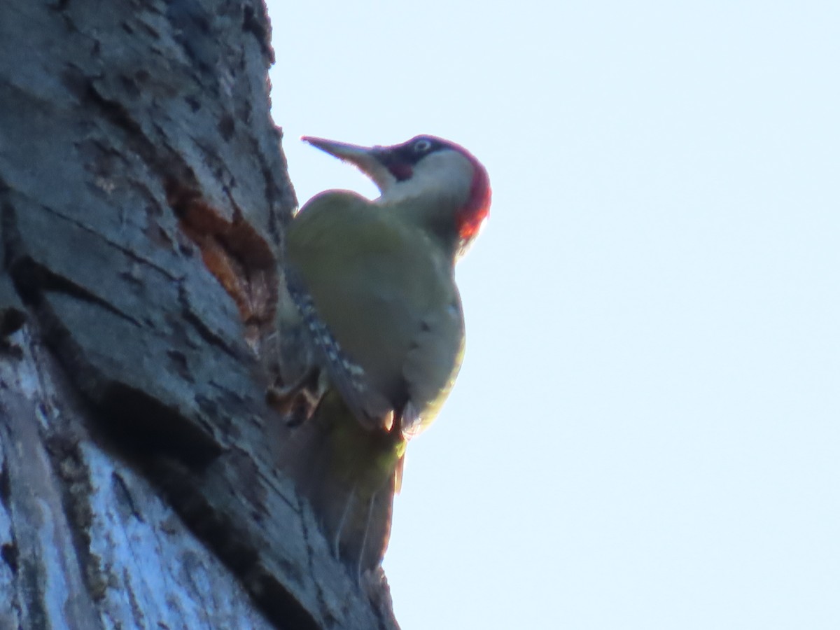 Eurasian Green Woodpecker - Elizabeth Ferber