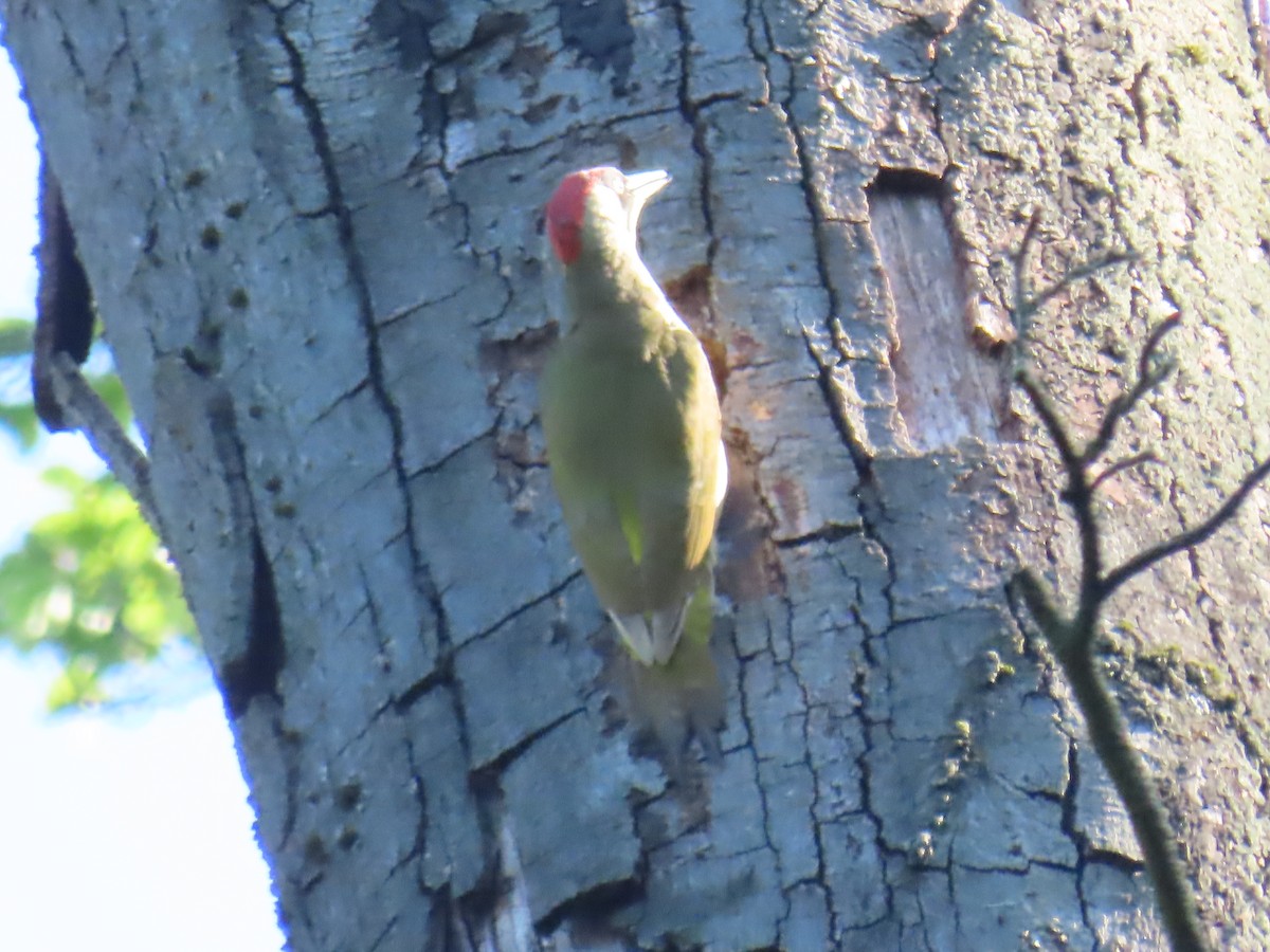 Eurasian Green Woodpecker - ML579212191