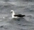 albatros laysanský - ML579212911