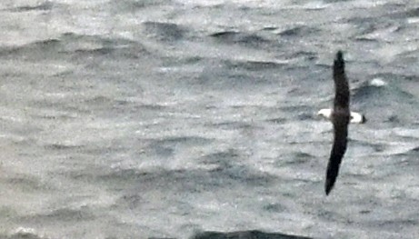 Темноспинный альбатрос - ML579212941