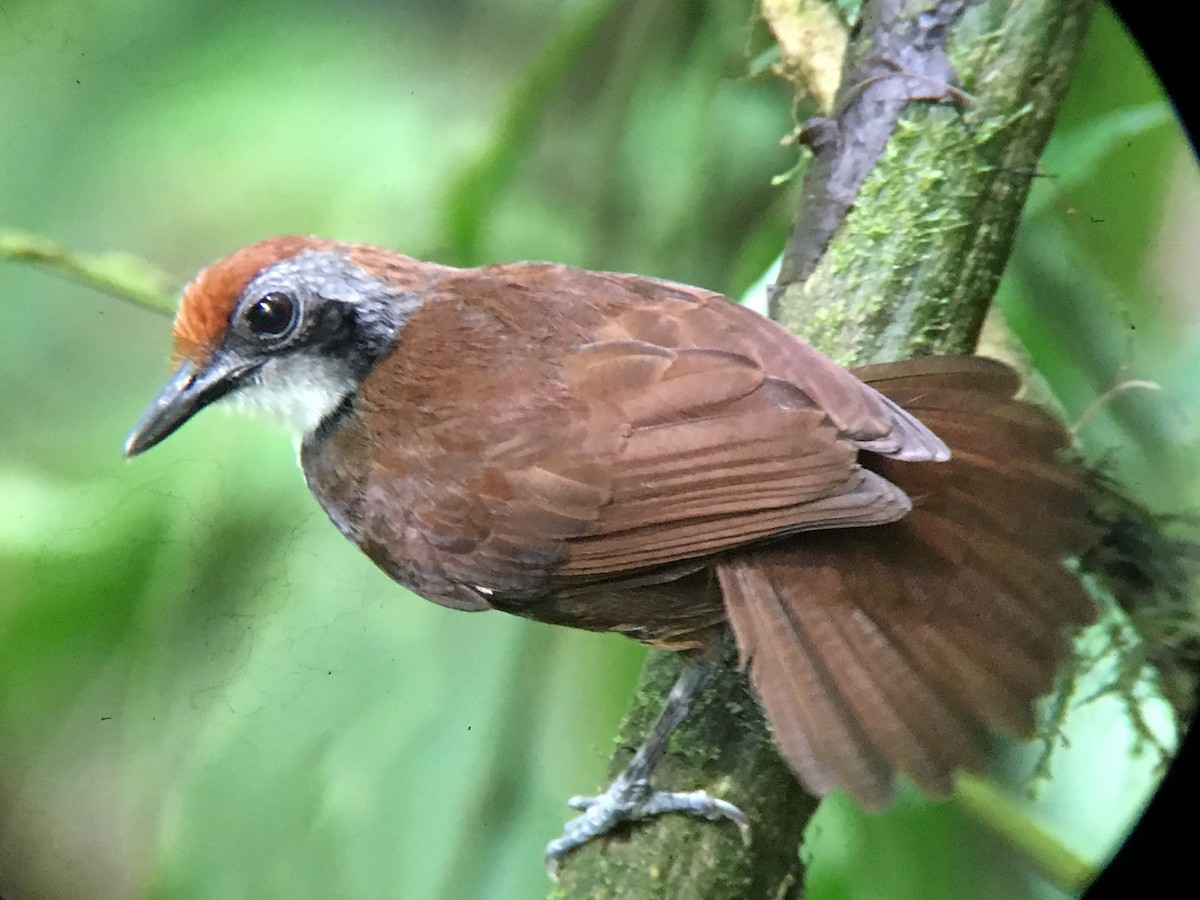Bicolored Antbird - Efrain Toapanta