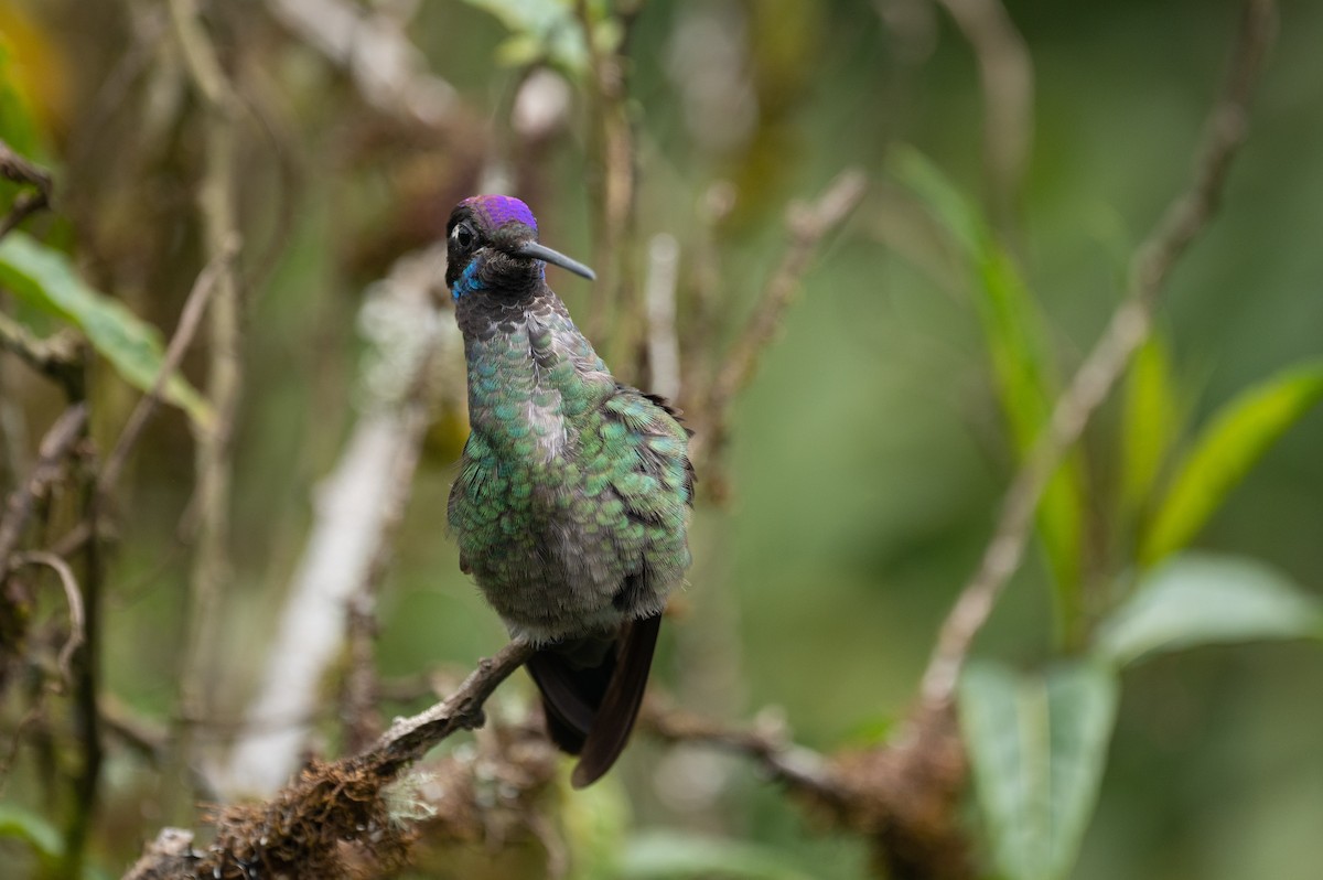 Talamanca Hummingbird - ML579218011