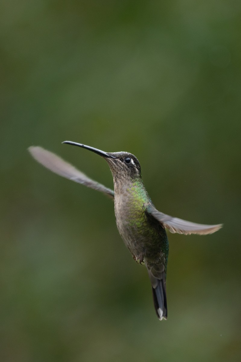 Talamanca Hummingbird - ML579218021