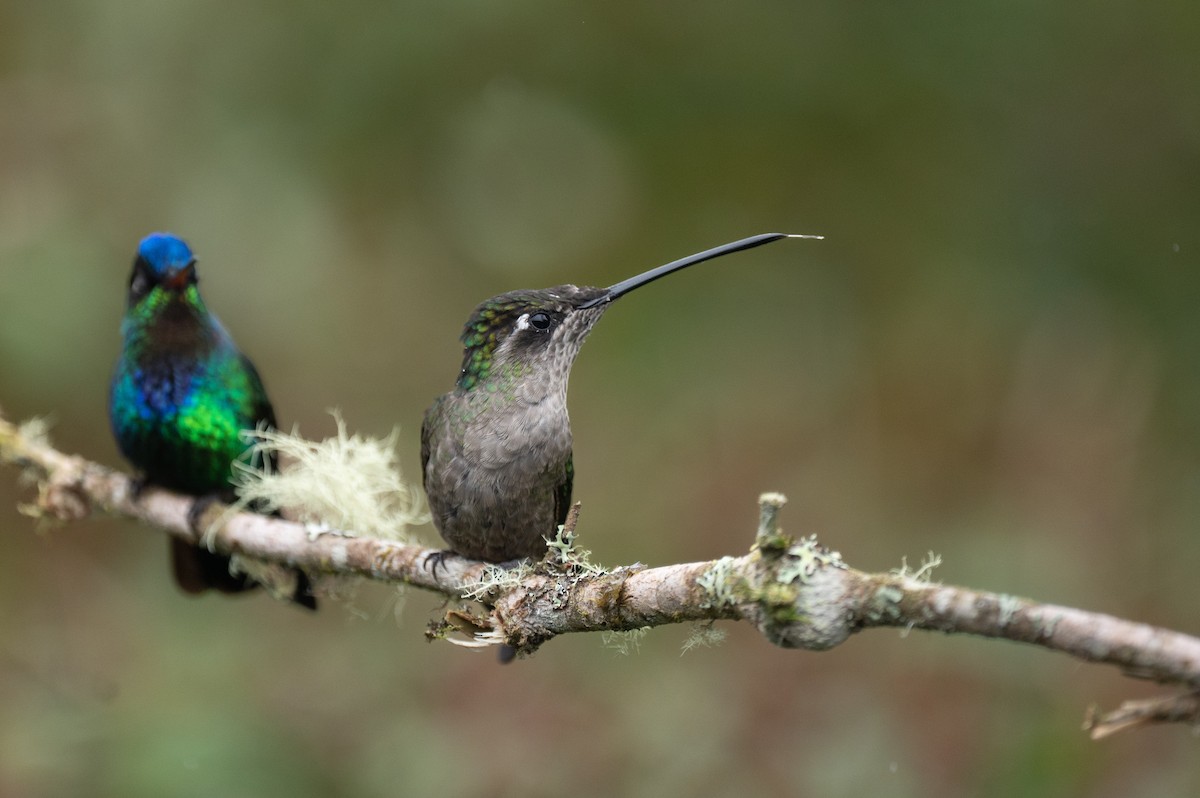 Talamanca Hummingbird - ML579218141