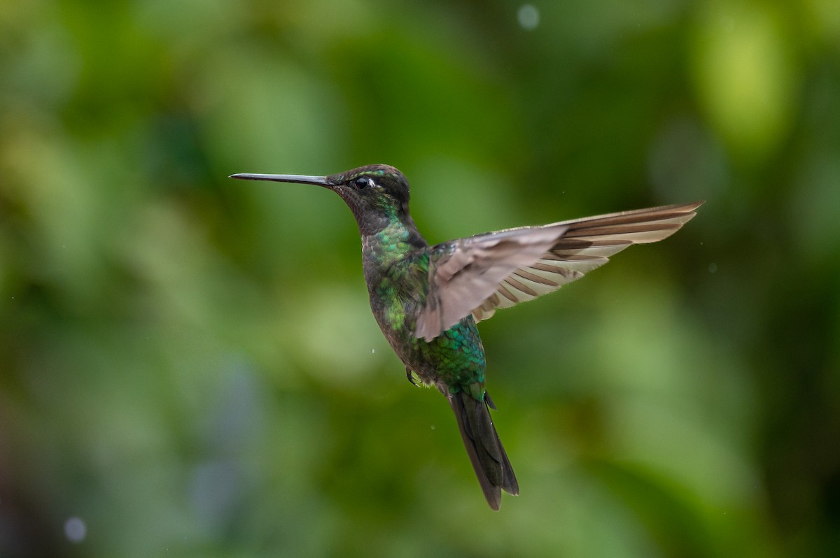 Talamanca Hummingbird - Deborah Bifulco