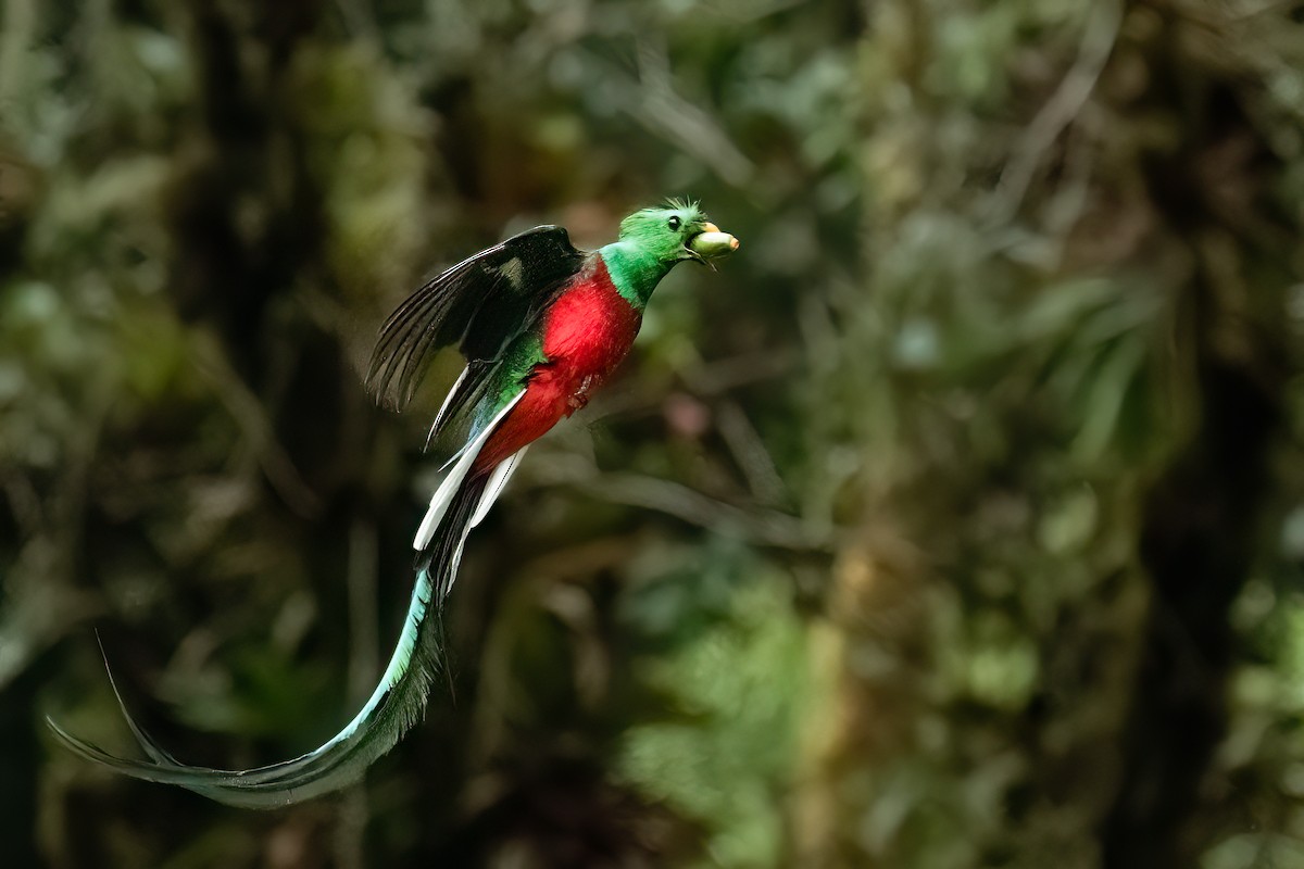 Quetzal Guatemalteco - ML579219181