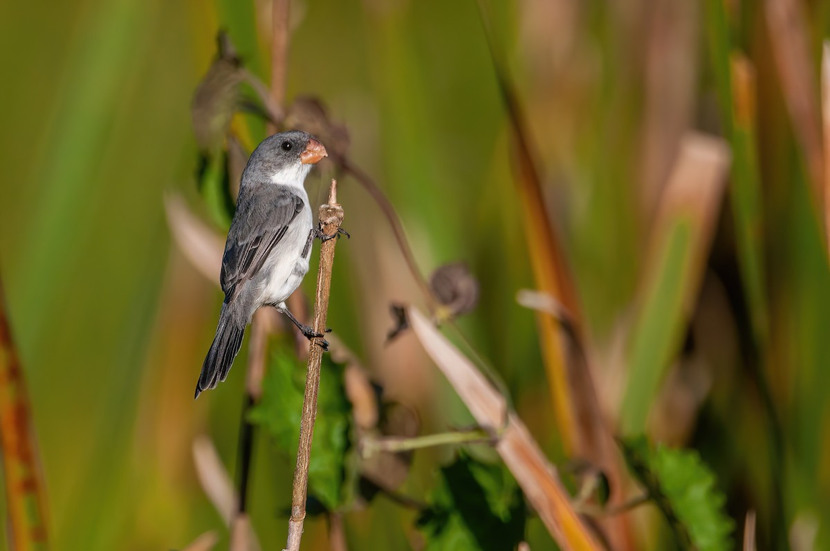 White-bellied Seedeater - ML579219651