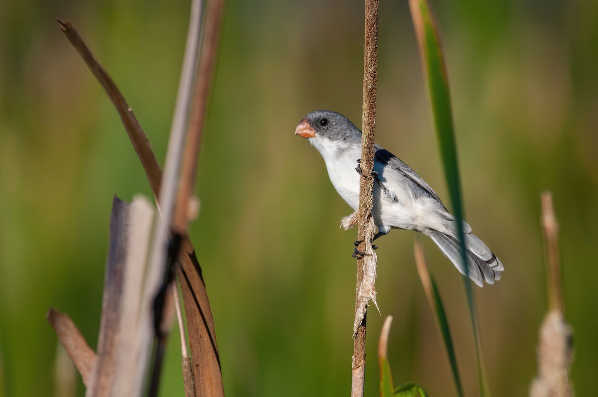 White-bellied Seedeater - ML579219661