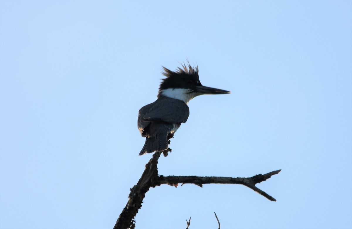 Belted Kingfisher - ML579219681