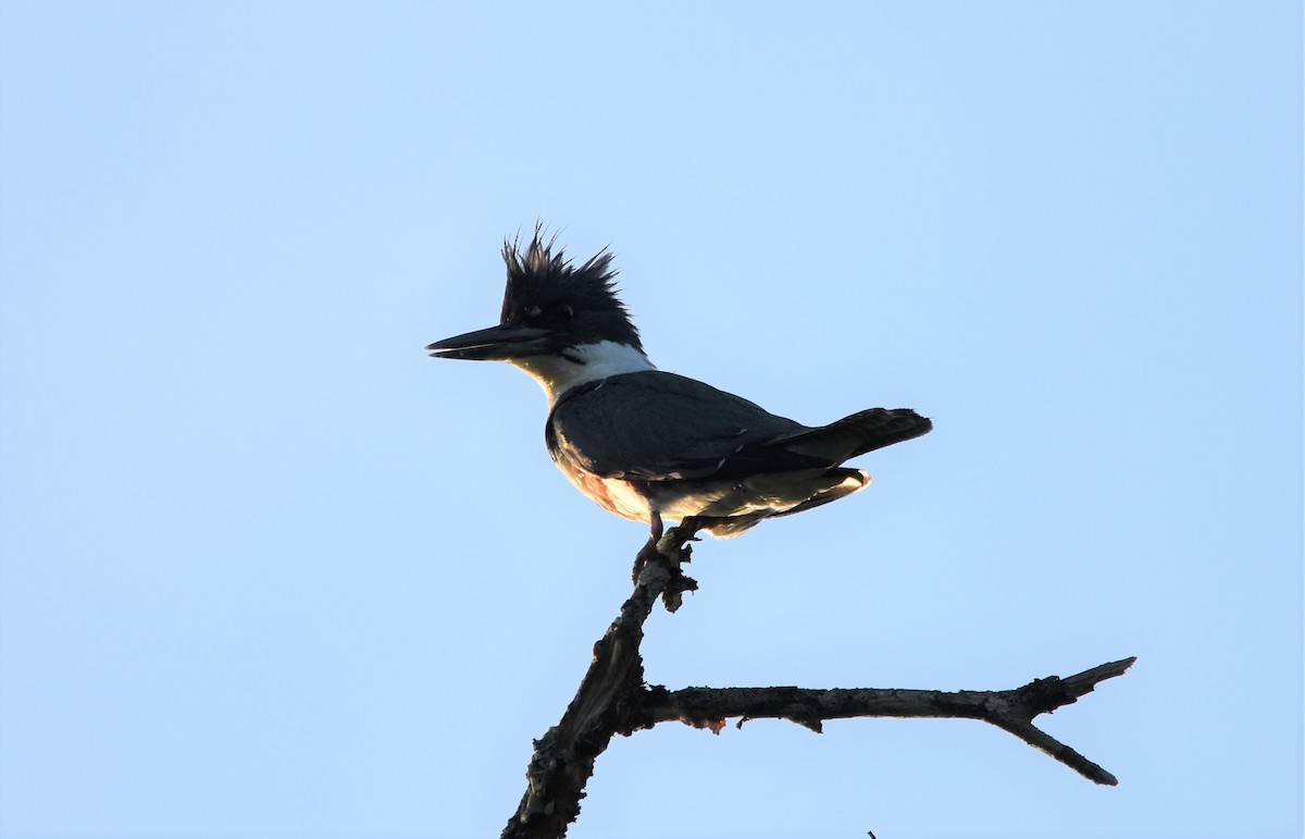 Belted Kingfisher - ML579220231