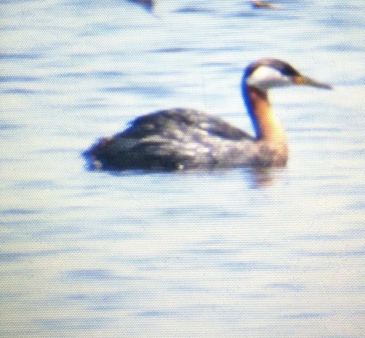 Red-necked Grebe - ML579220901