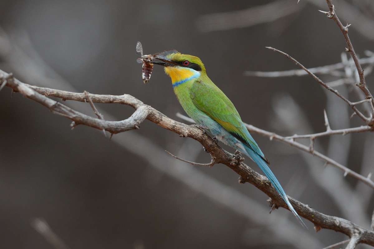 Swallow-tailed Bee-eater - Daniel Engelbrecht - Birding Ecotours