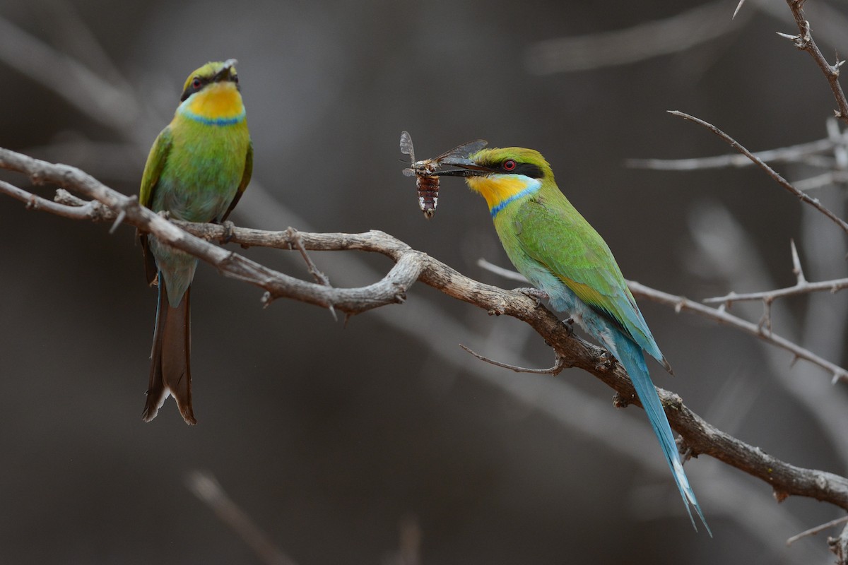 Swallow-tailed Bee-eater - ML579223691