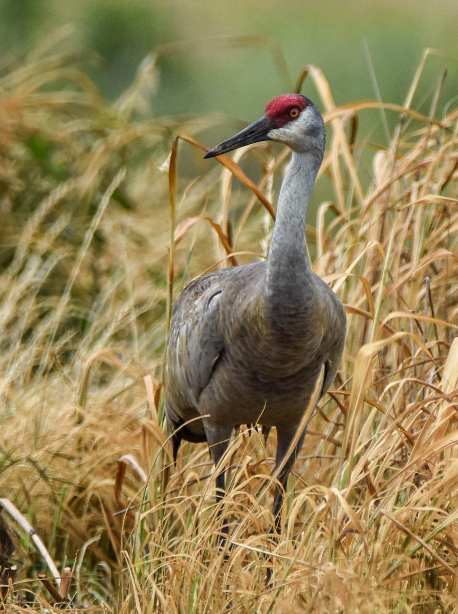 North Carolina Bird Atlas Checklist - 30 May 2023 - 2772 W Memorial Hwy ...