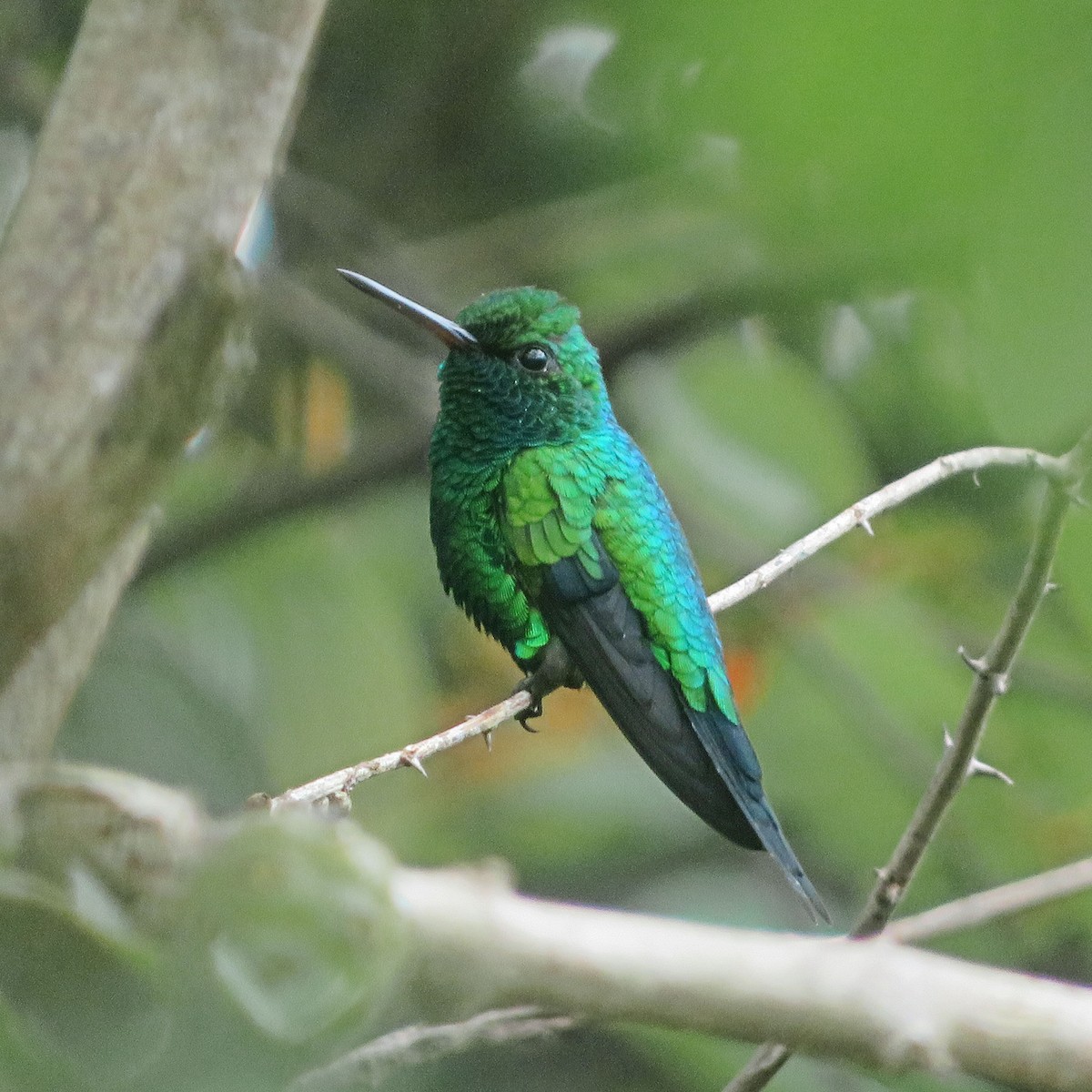 Shining-green Hummingbird - ML579225501