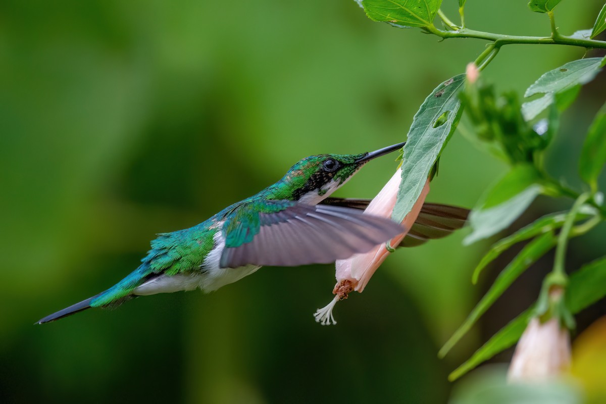 kolibřík černouchý - ML579227491