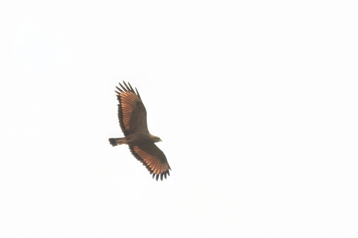 Savanna Hawk - Marcos Eugênio Birding Guide