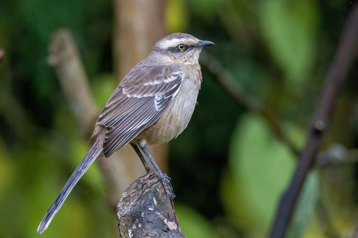 Chalk-browed Mockingbird - Marcos Eugênio Birding Guide