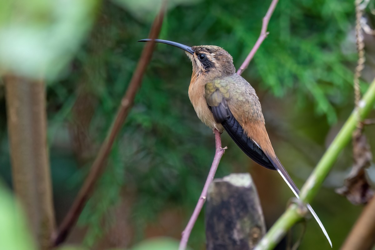 Planalto Hermit - Marcos Eugênio Birding Guide