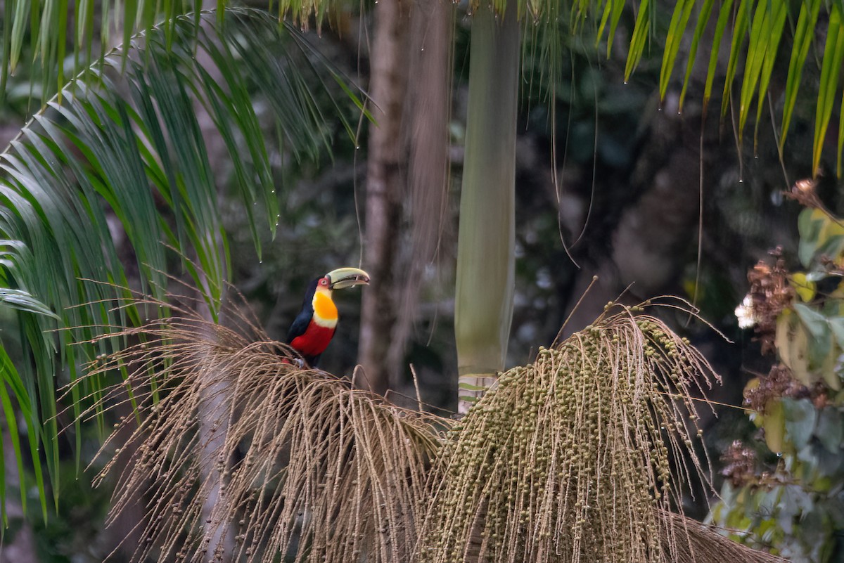Red-breasted Toucan - ML579229281