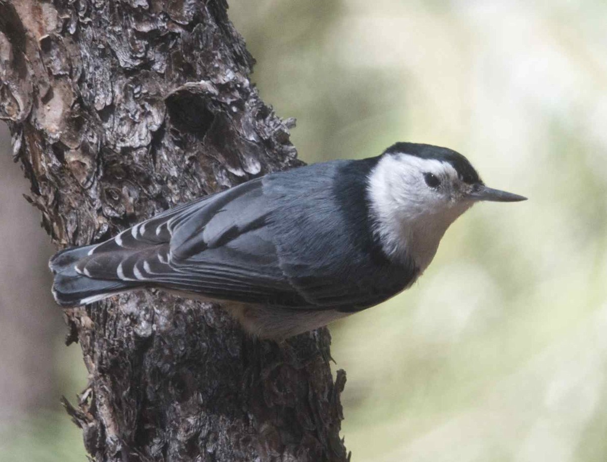 White-breasted Nuthatch - ML57922961