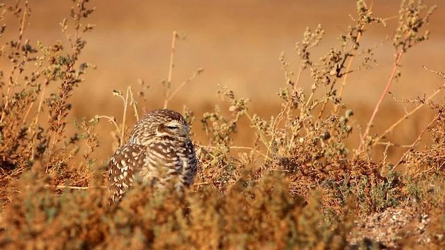 Burrowing Owl (Southern) - ML579229761