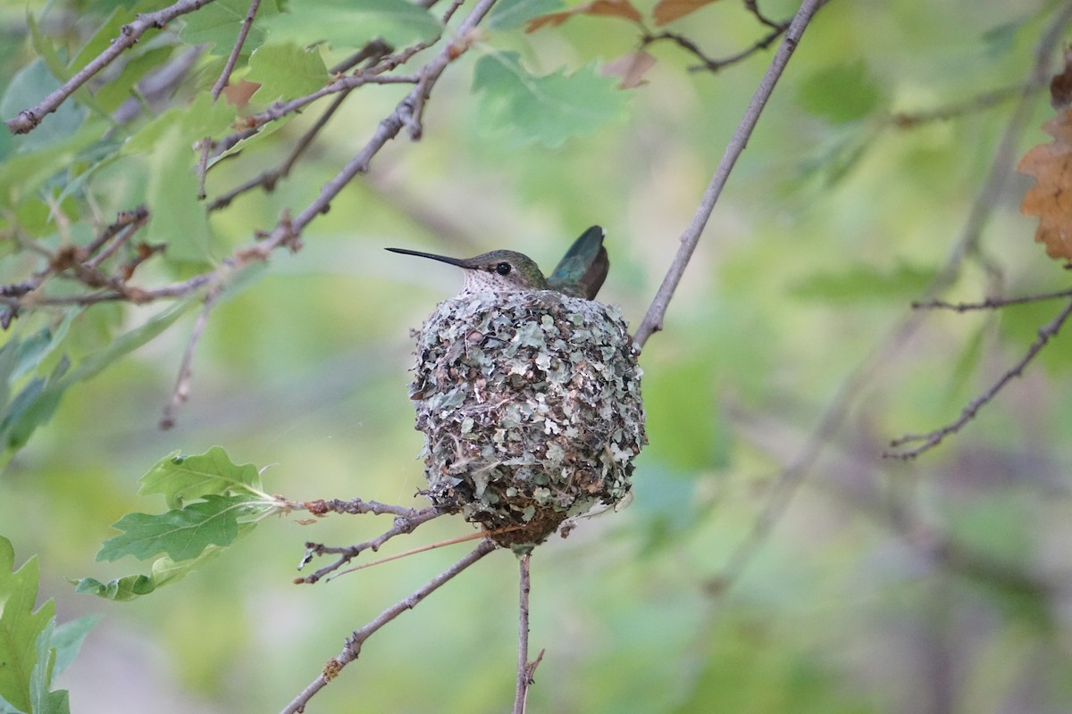 Broad-tailed Hummingbird - Michael Smith