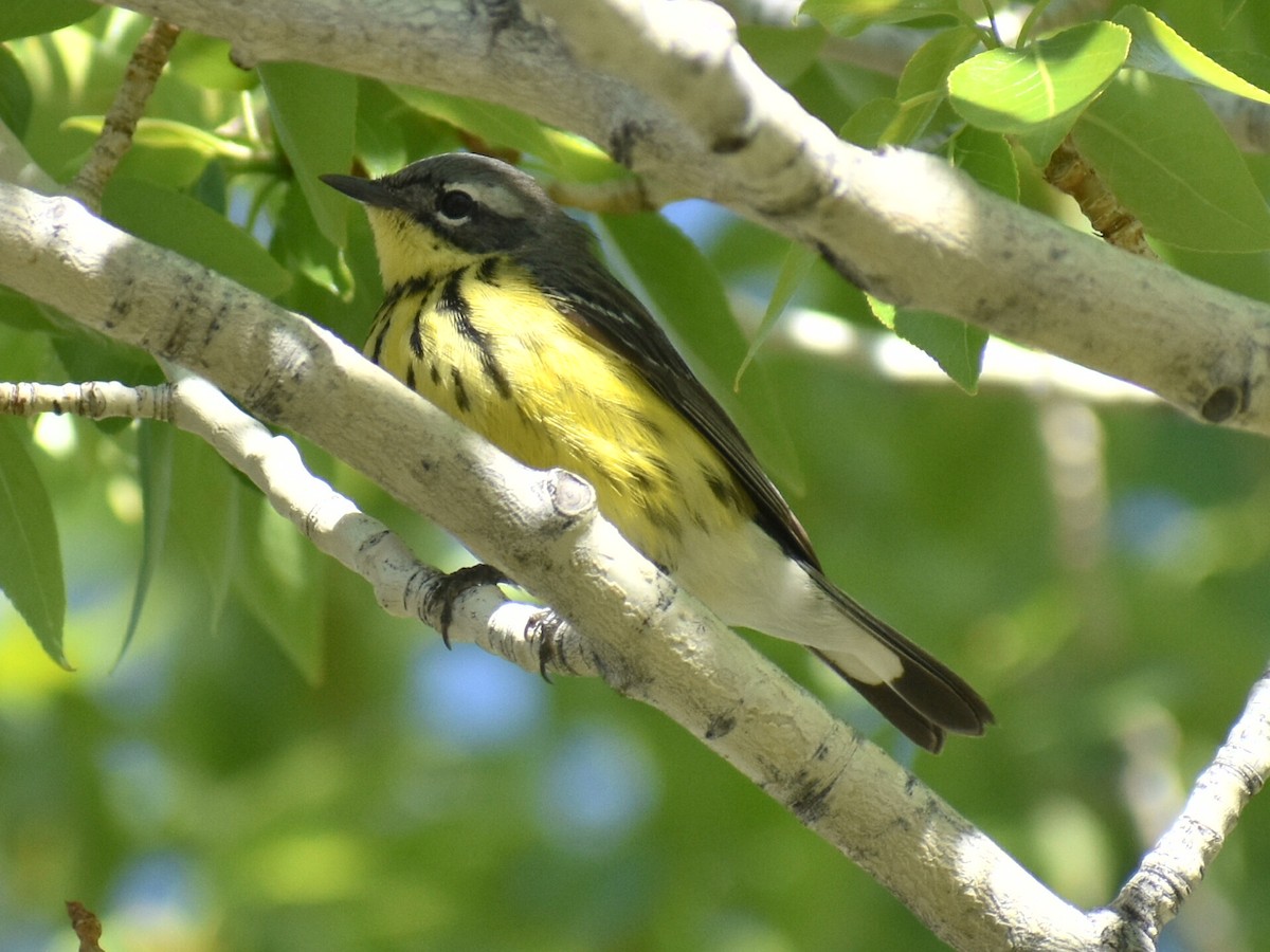 eBird Checklist - 30 May 2023 - Laramie River Greenbelt Trail - 31 species