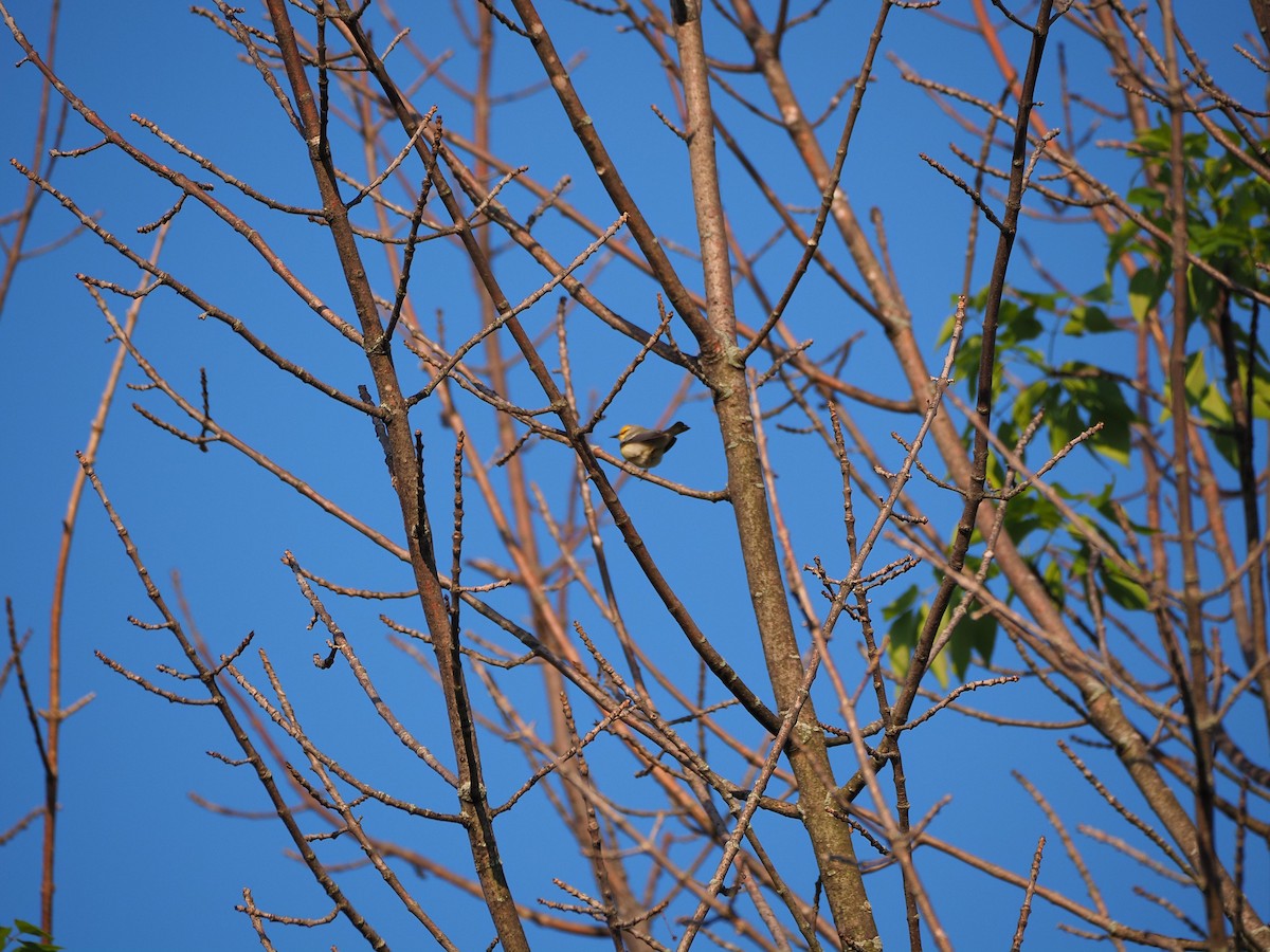 Golden-winged x Blue-winged Warbler (hybrid) - ML579233851