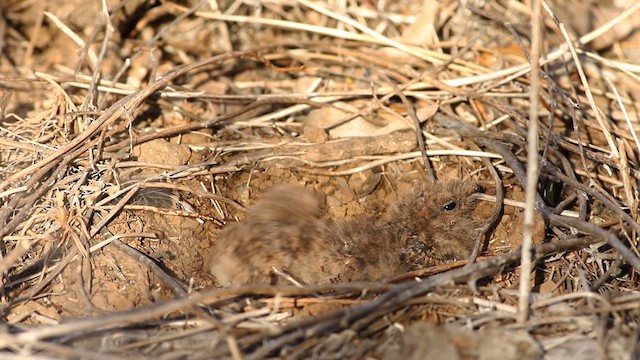 lelek pruhokřídlý (ssp. bifasciata/patagonica) - ML579234851
