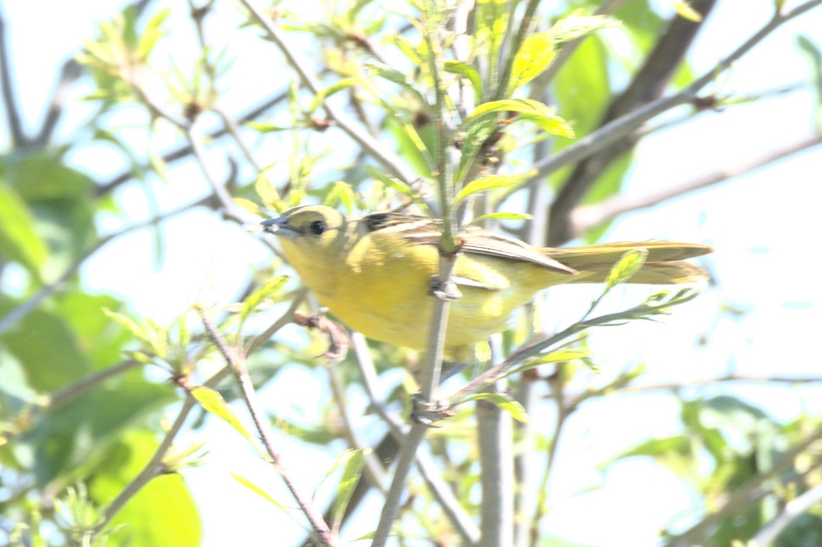 Orchard Oriole - ML579238091