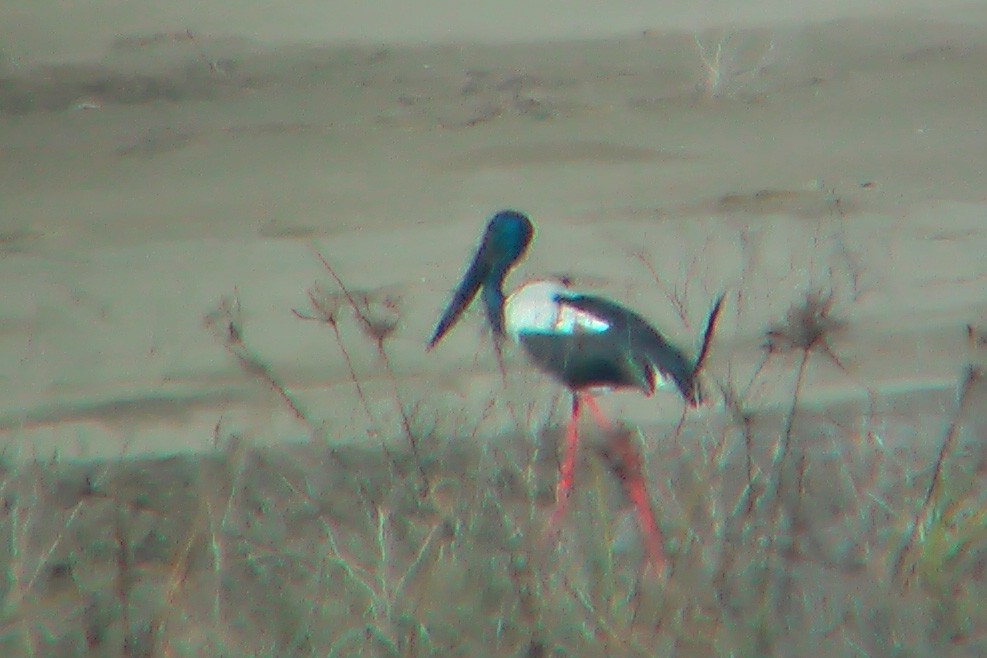 Black-necked Stork - ML579240341