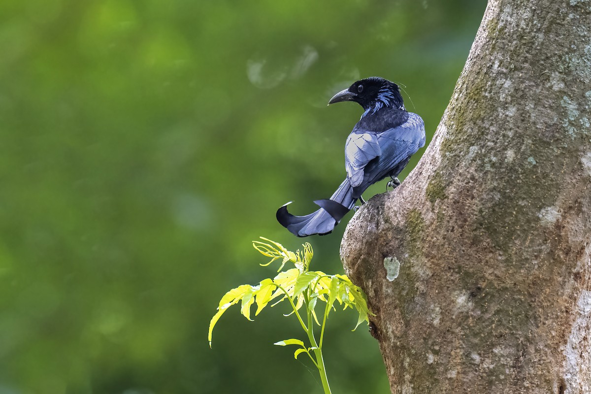 Hair-crested Drongo - ML579240661