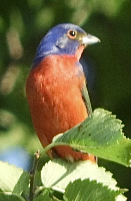 Painted Bunting - ML579245051