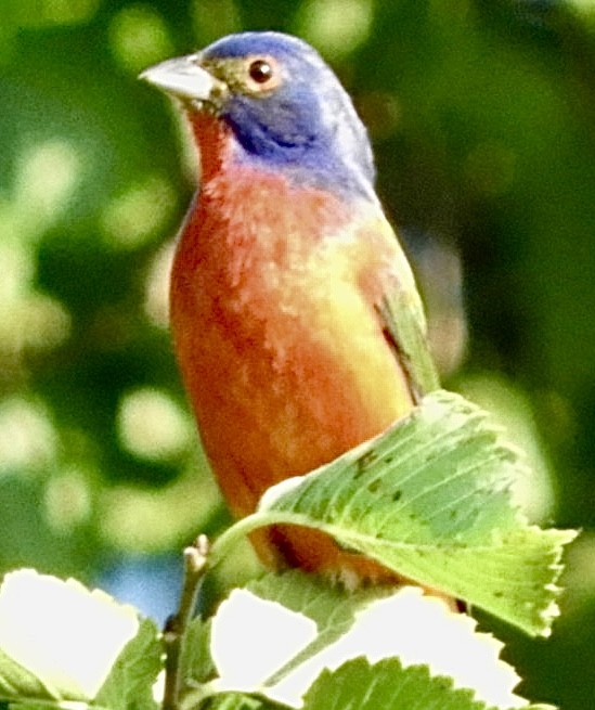 Painted Bunting - ML579245061