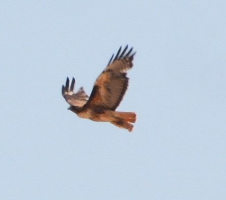 Red-tailed Hawk - ML579252341