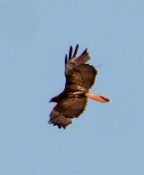 Red-tailed Hawk - Jim Wilson