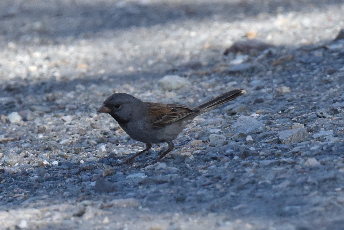 Black-chinned Sparrow - Naresh Satyan